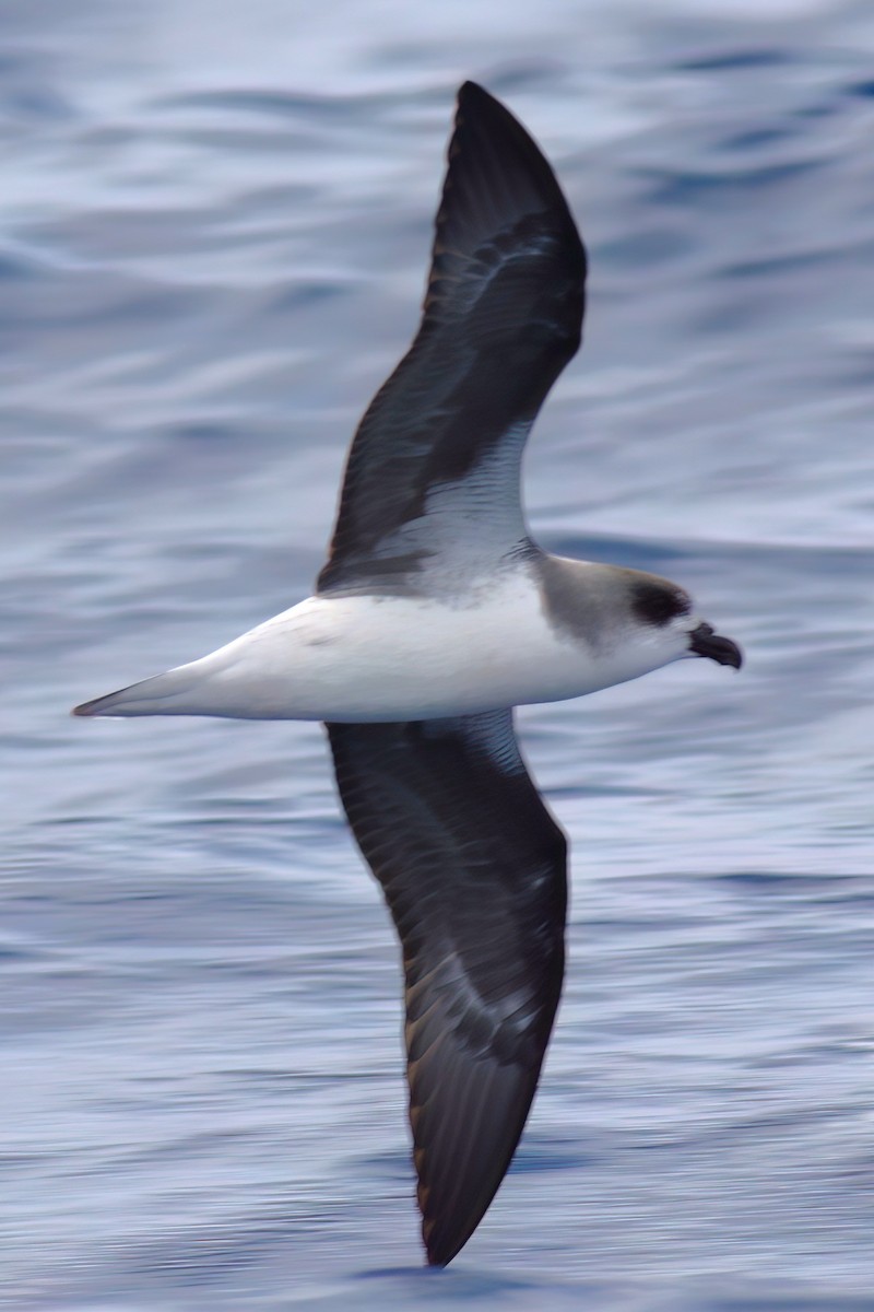 Fea's Petrel (Desertas) - ML642123078