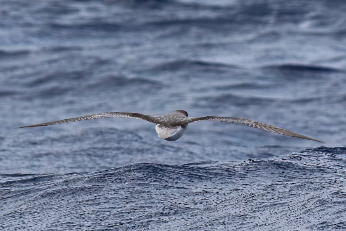Fea's Petrel (Desertas) - ML642123079