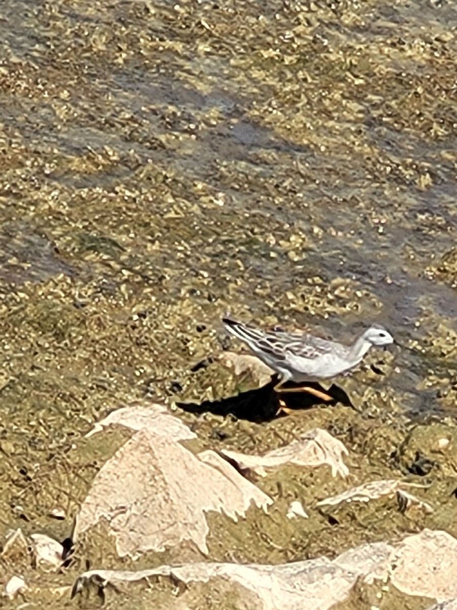 Wilson's Phalarope - ML642123092