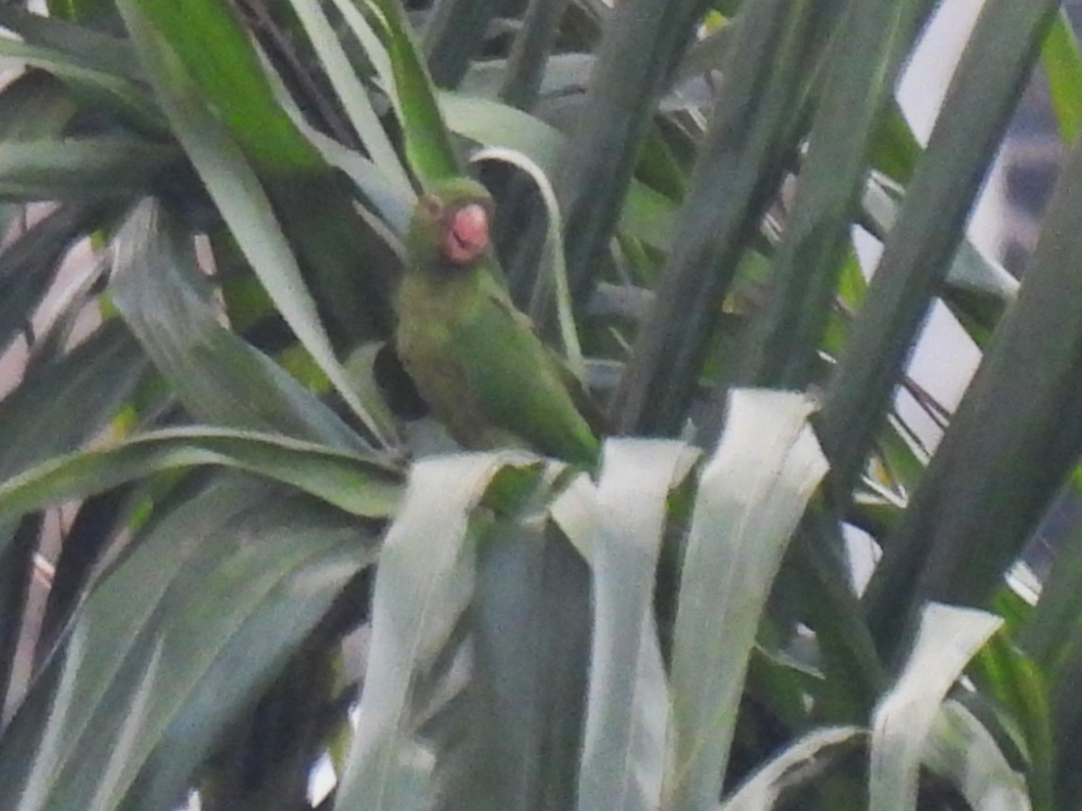 White-eyed Parakeet - ML642123105