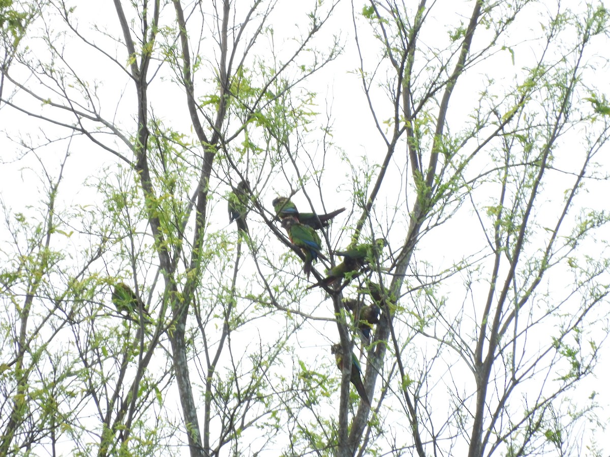 アカオウロコインコ - ML642123165
