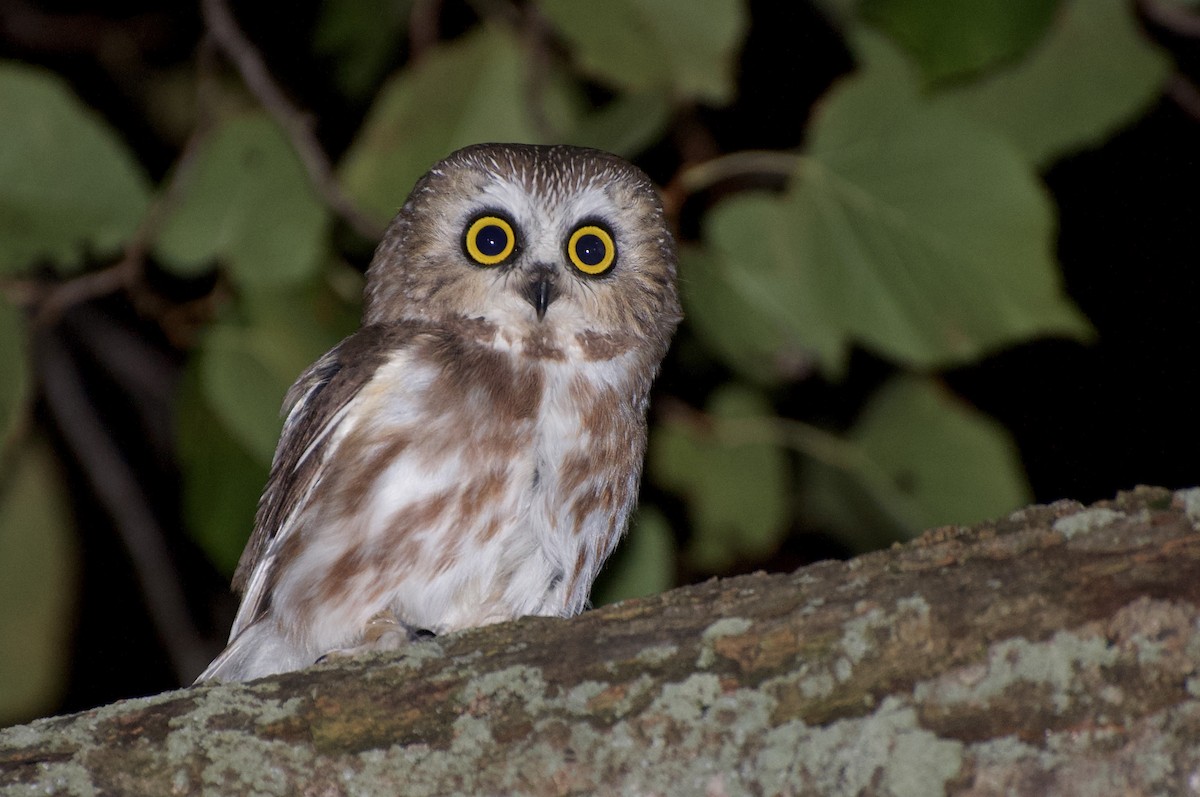 Northern Saw-whet Owl - ML642123166