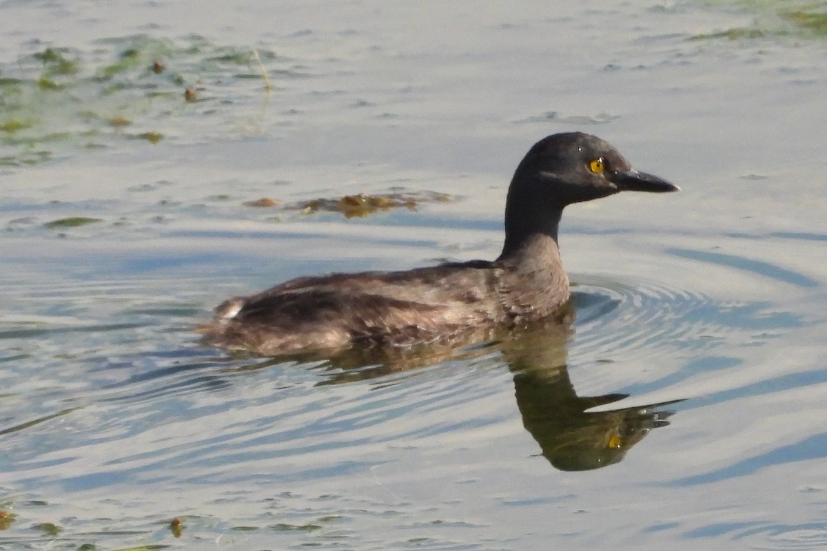 Least Grebe - ML642123174