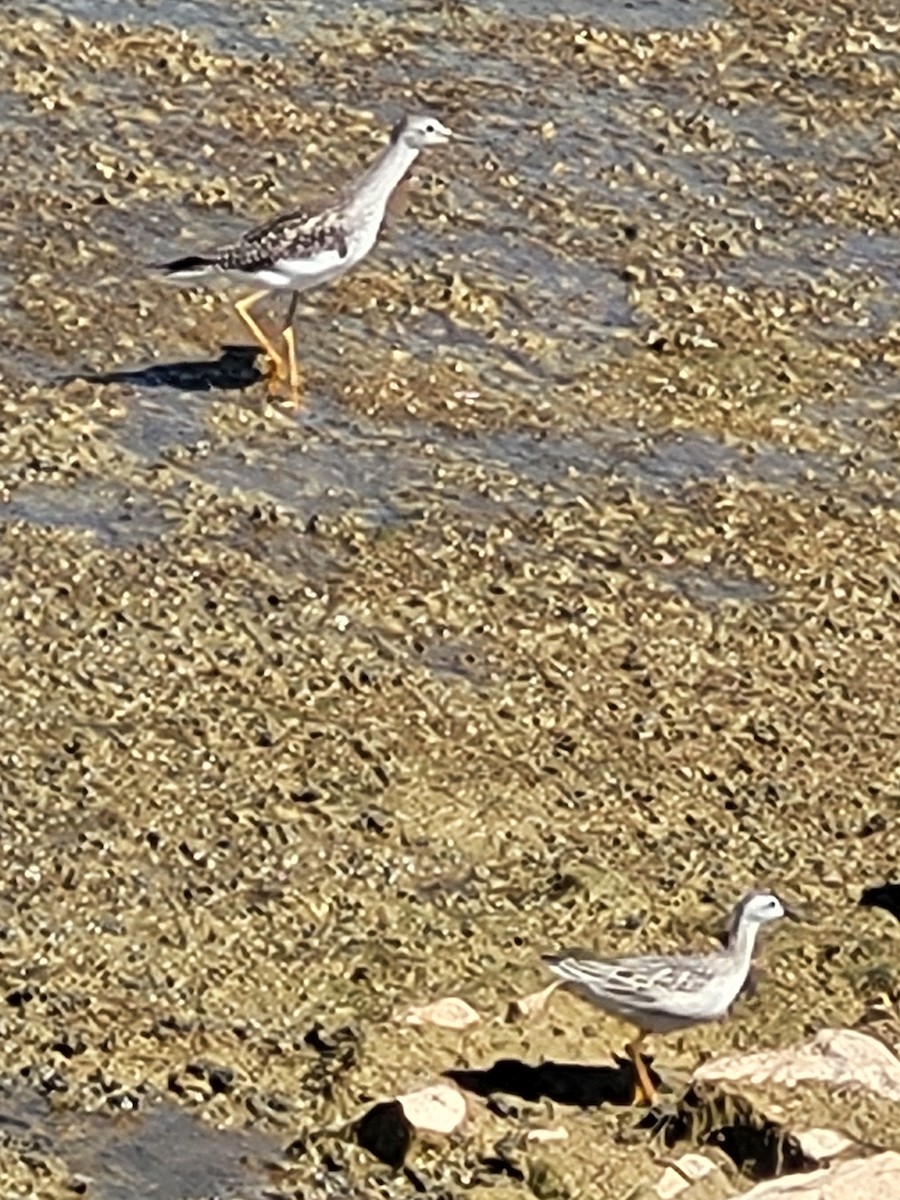 Wilson's Phalarope - ML642123175