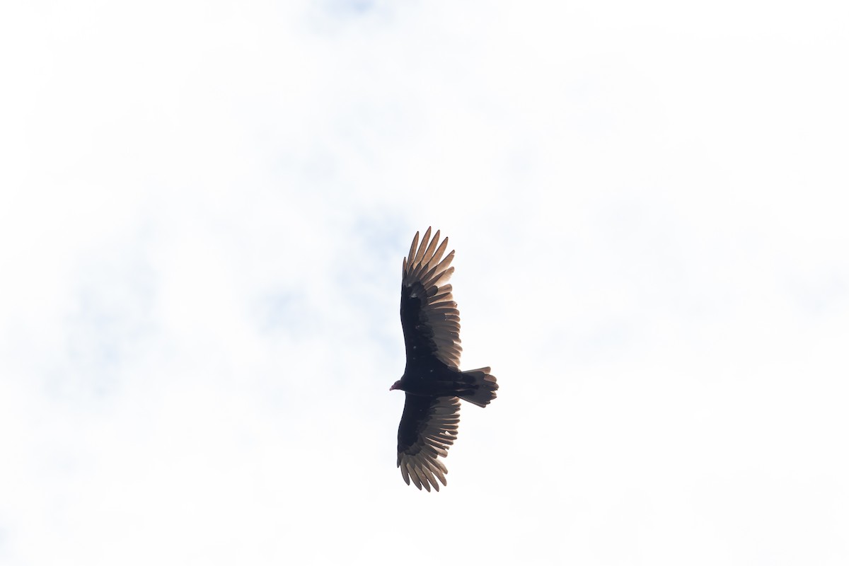 Turkey Vulture - ML642123231