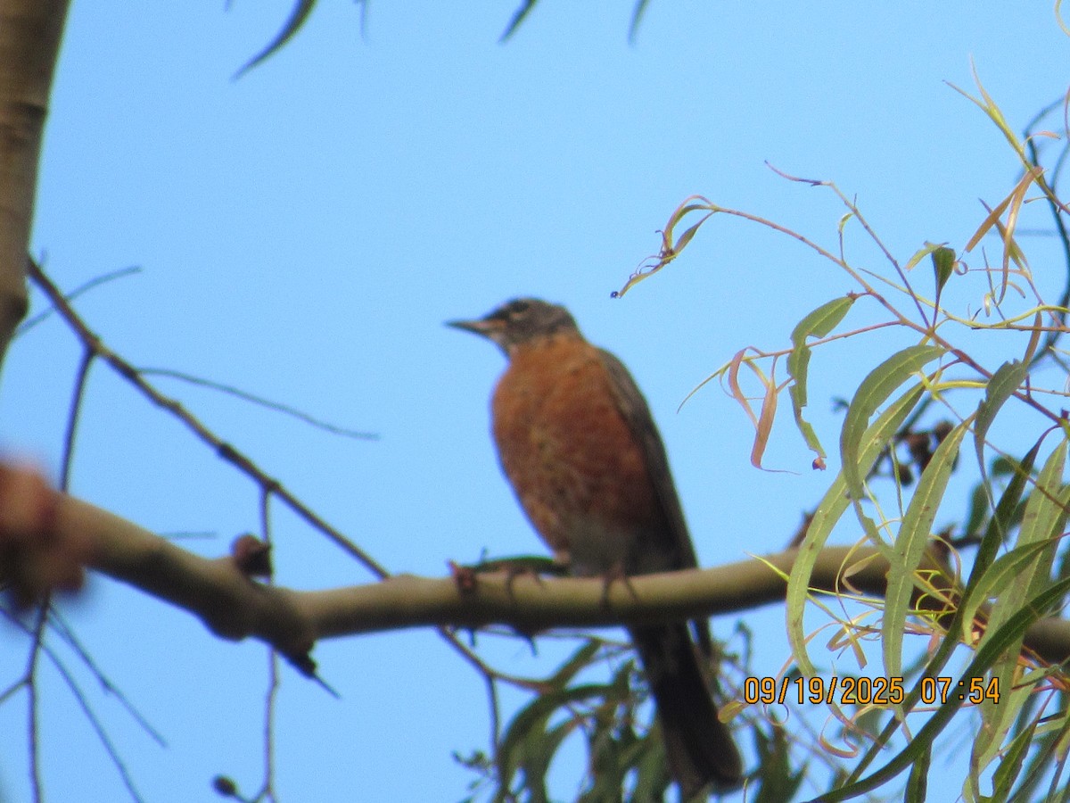 American Robin - ML642123243