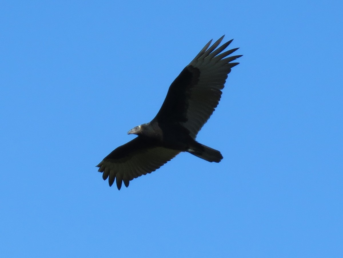 Turkey Vulture - ML642123253