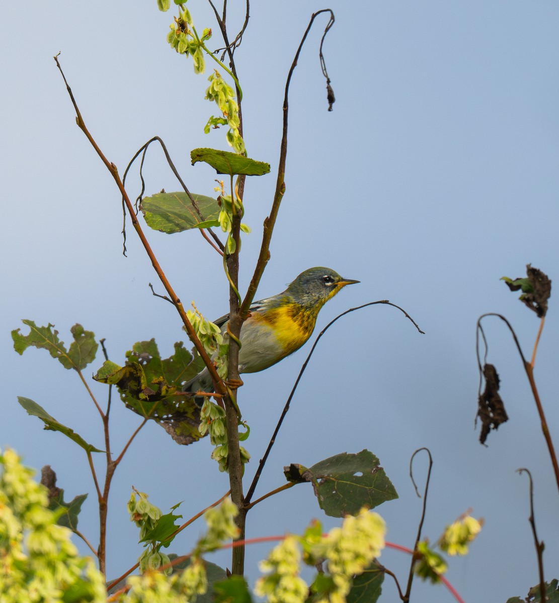 Northern Parula - ML642123278