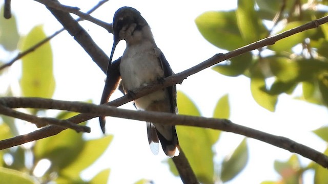 Ruby-throated Hummingbird - ML642123291