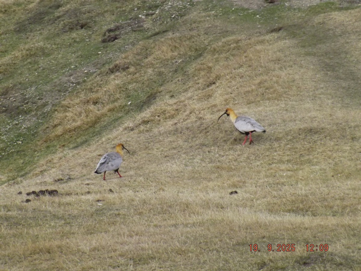 Black-faced Ibis - ML642123294
