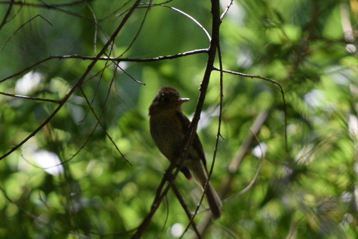 Western Flycatcher - ML642123314