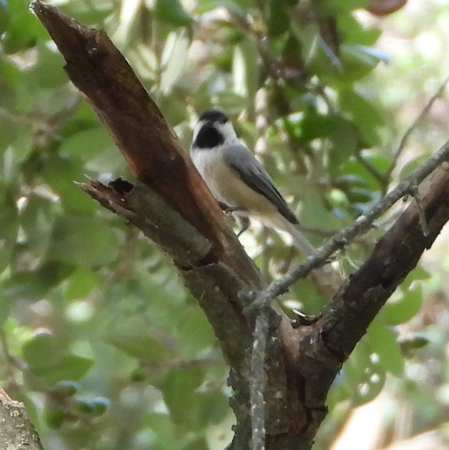 Carolina Chickadee - ML642123323