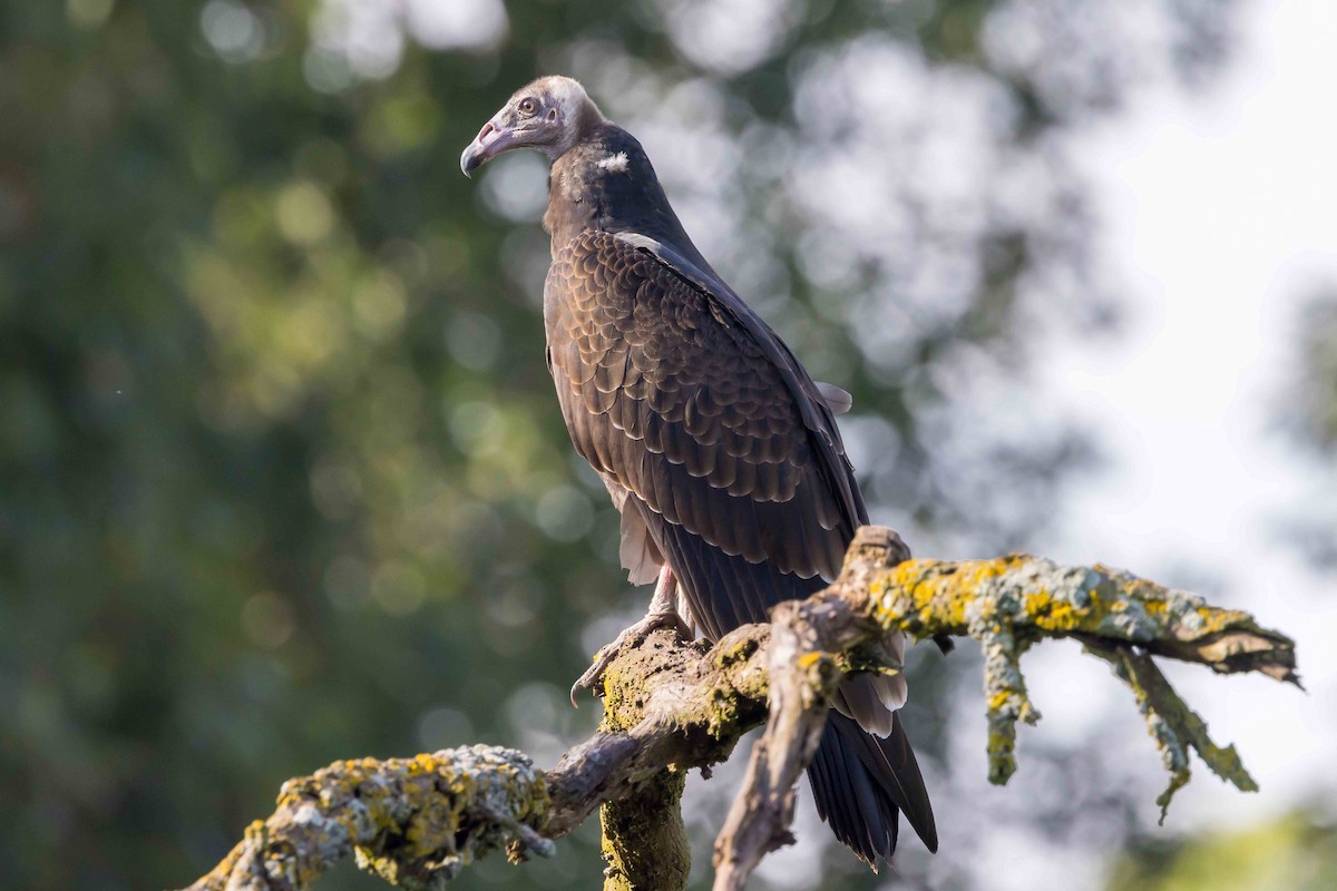 Turkey Vulture - ML642123341