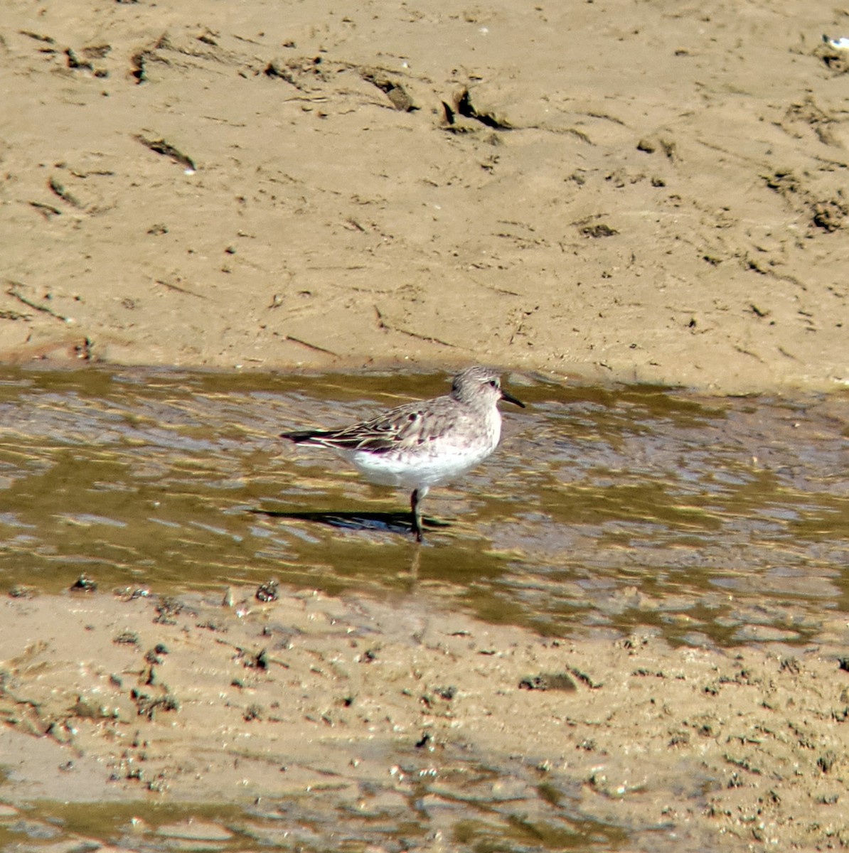 bonapartesnipe - ML642123349