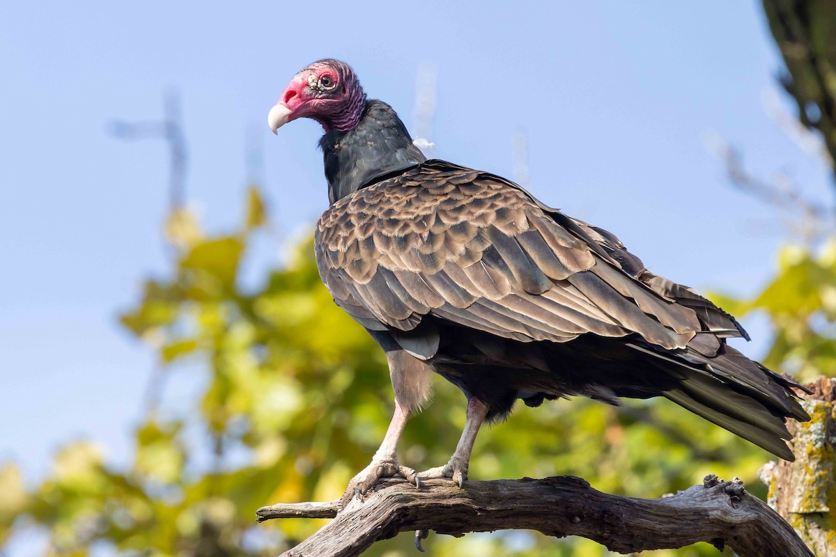Turkey Vulture - ML642123350