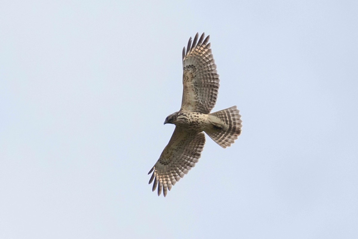 Red-shouldered Hawk - ML642123353