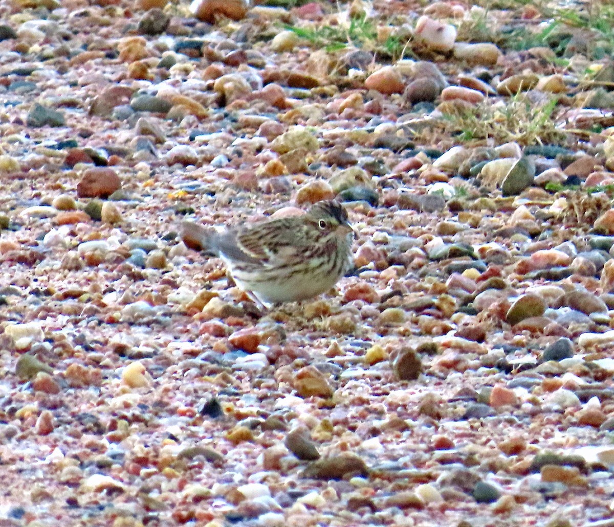 Vesper Sparrow - ML642123364