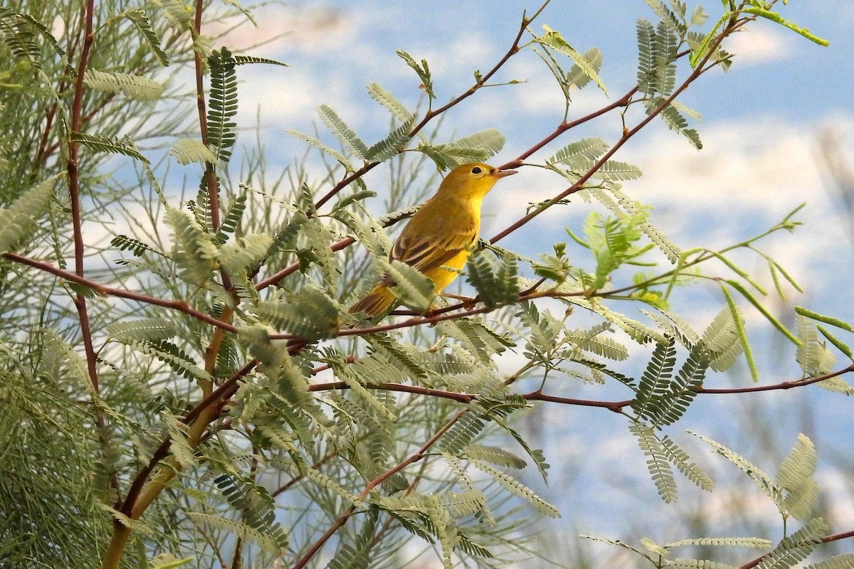 Goldwaldsänger - ML642123381