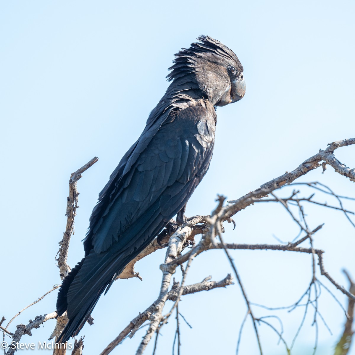 kakadu havraní - ML642123392