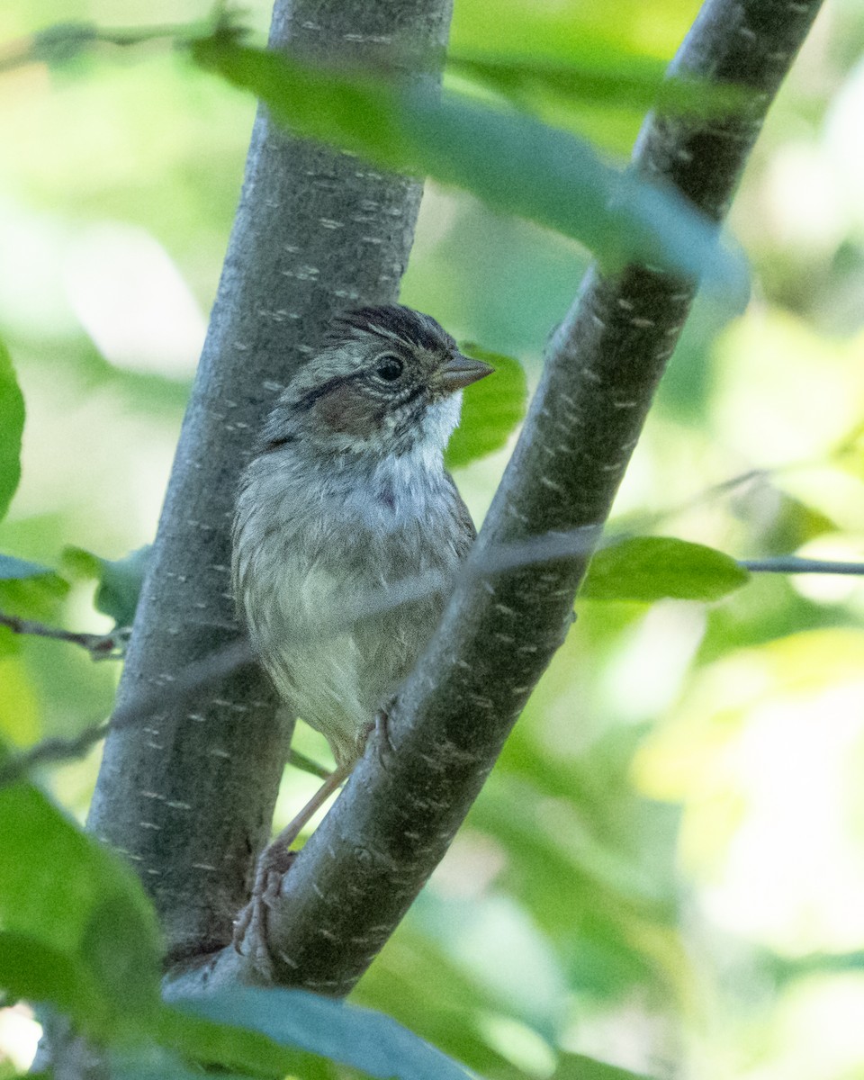 Swamp Sparrow - ML642123409