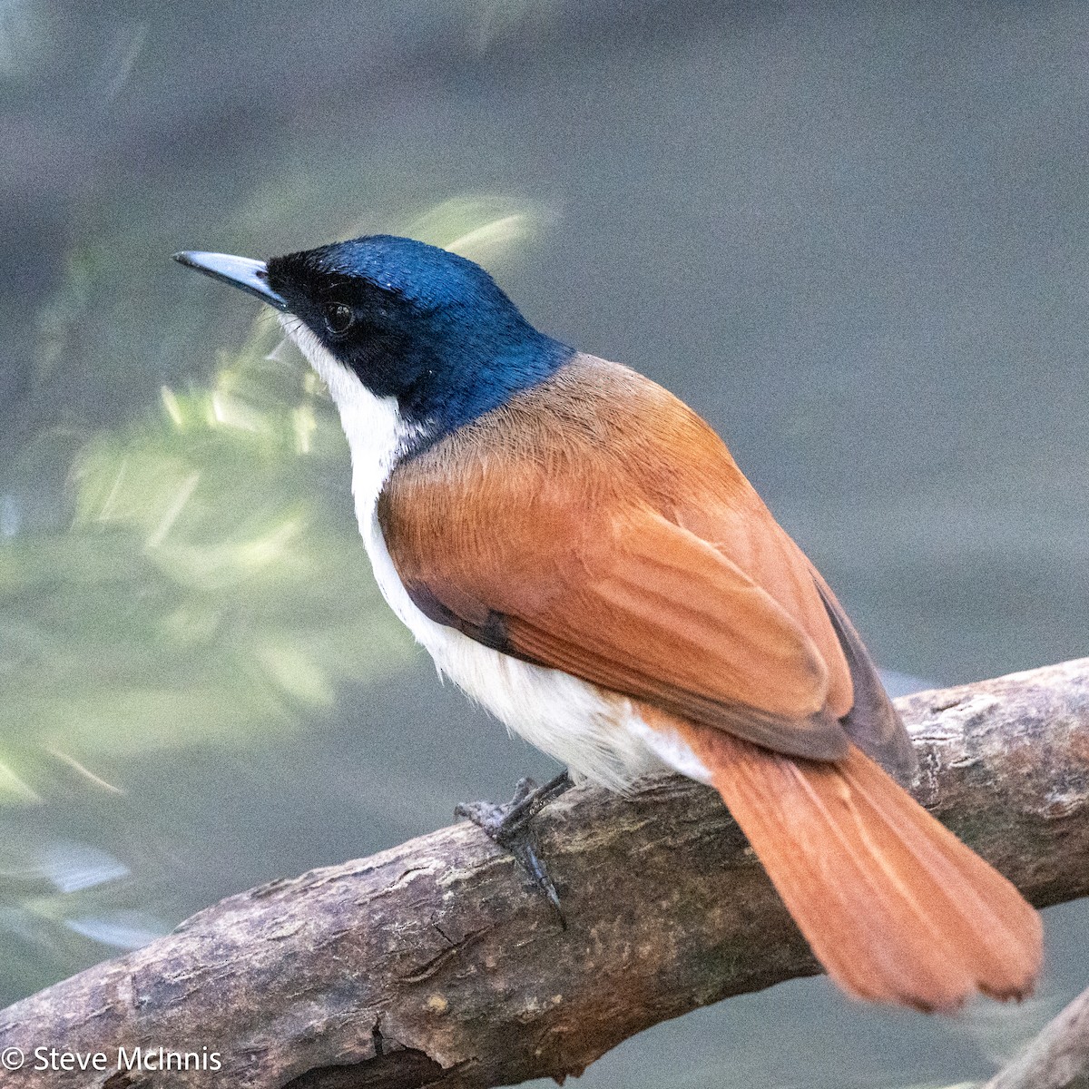 Shining Flycatcher - ML642123411