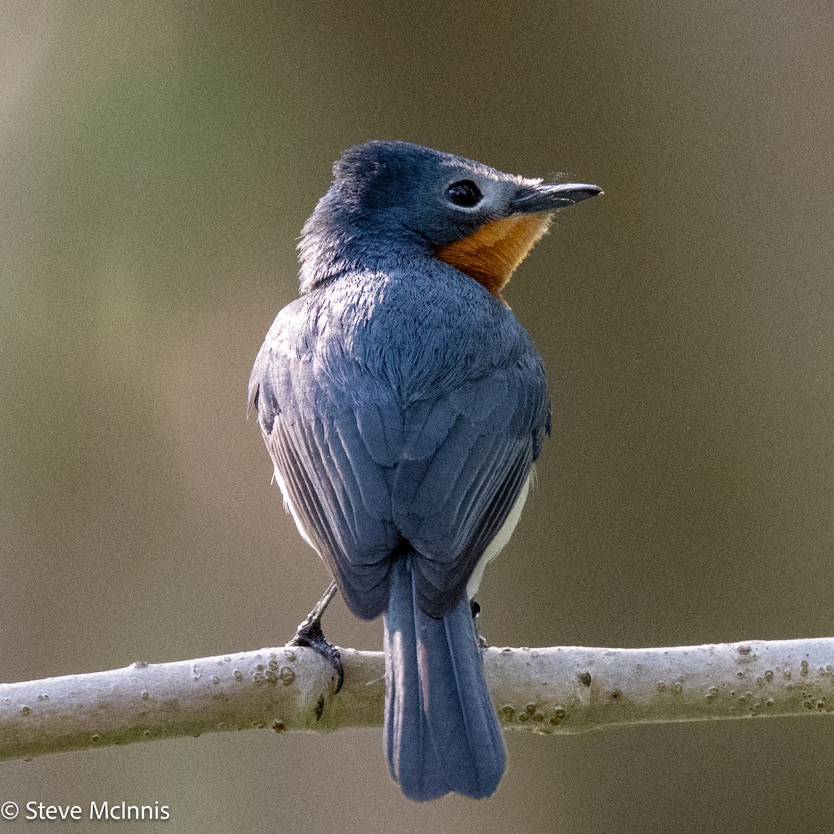 Broad-billed Flycatcher - ML642123436