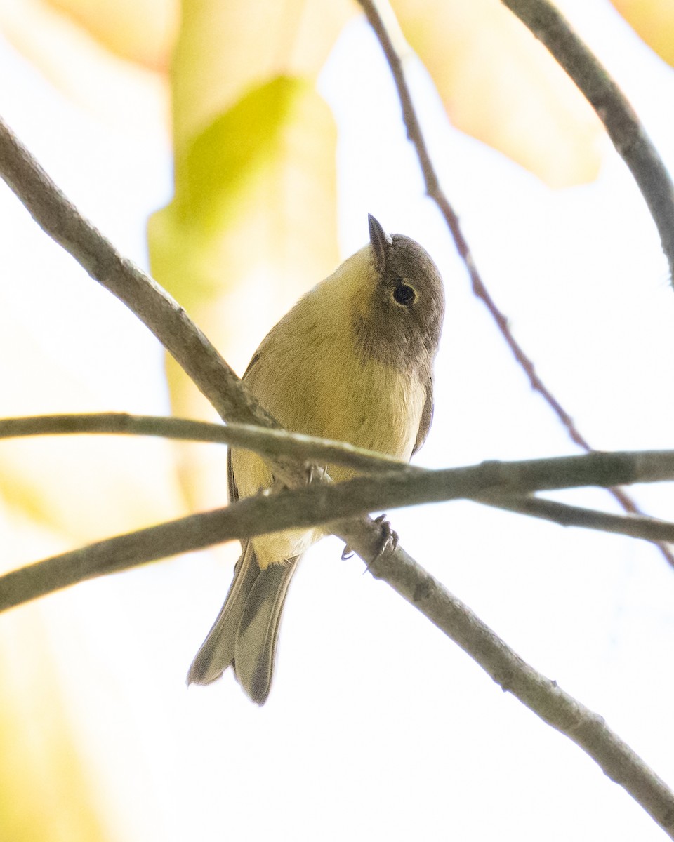 Pine Warbler - ML642123448