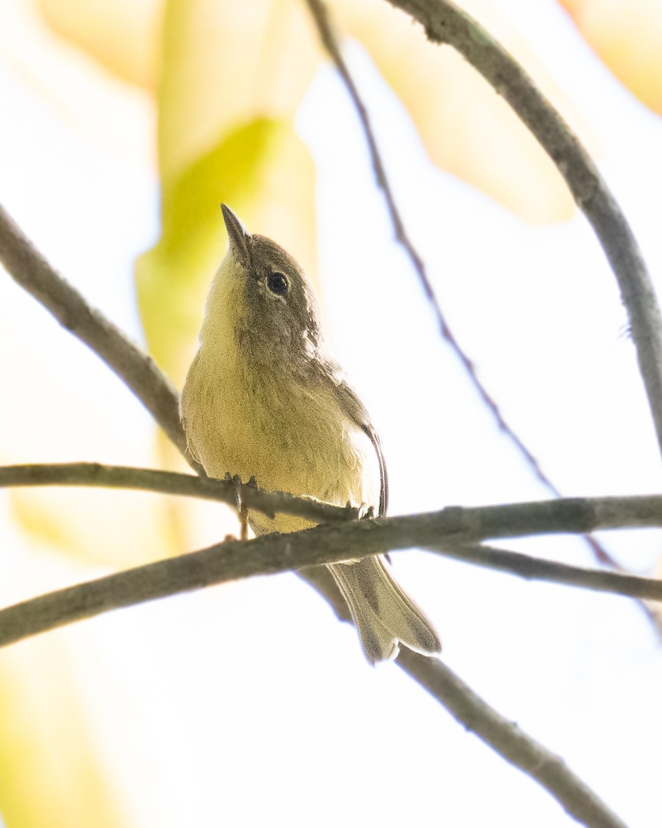 Pine Warbler - ML642123449