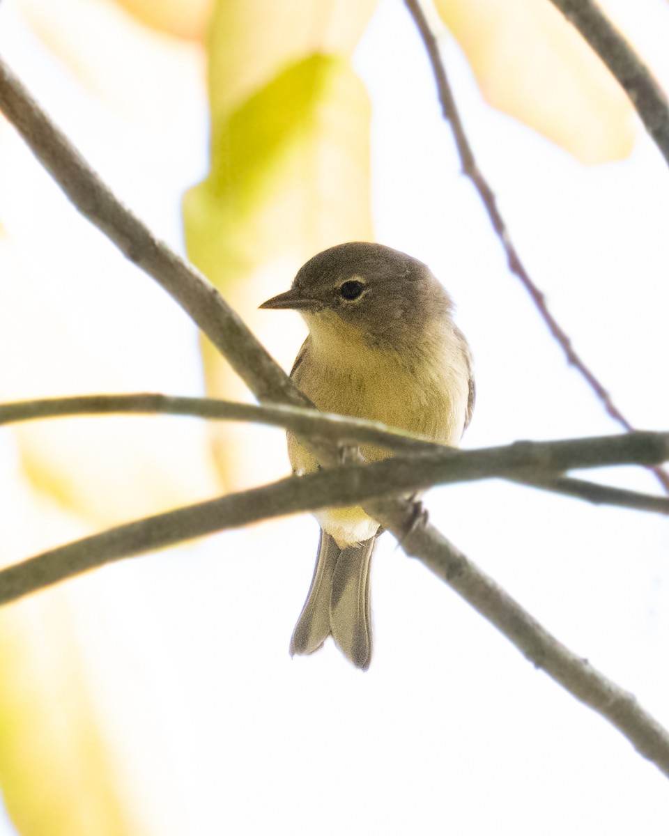 Pine Warbler - ML642123450