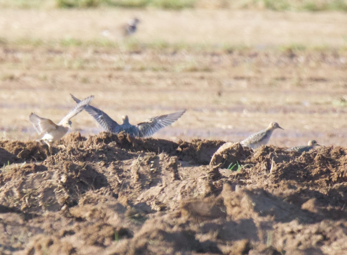 Buff-breasted Sandpiper - ML642123465