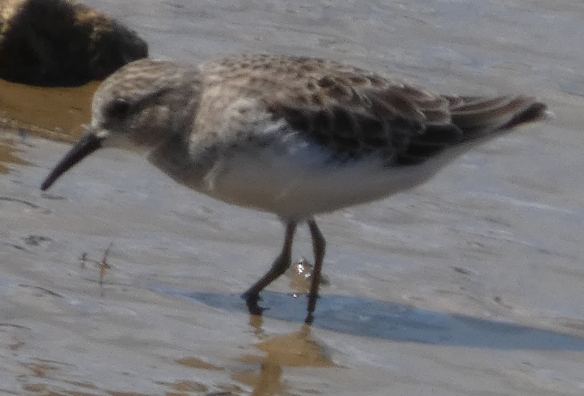 Sandstrandläufer - ML642123516