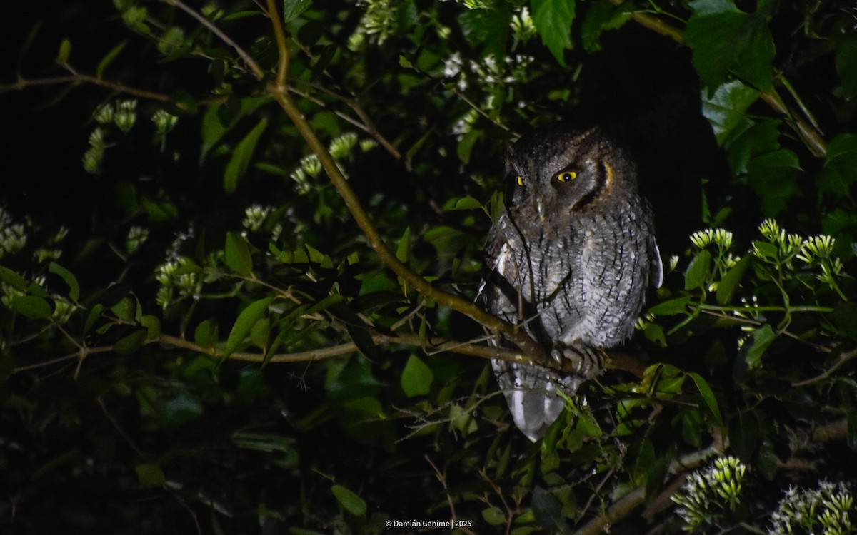 Tropical Screech-Owl - ML642123522