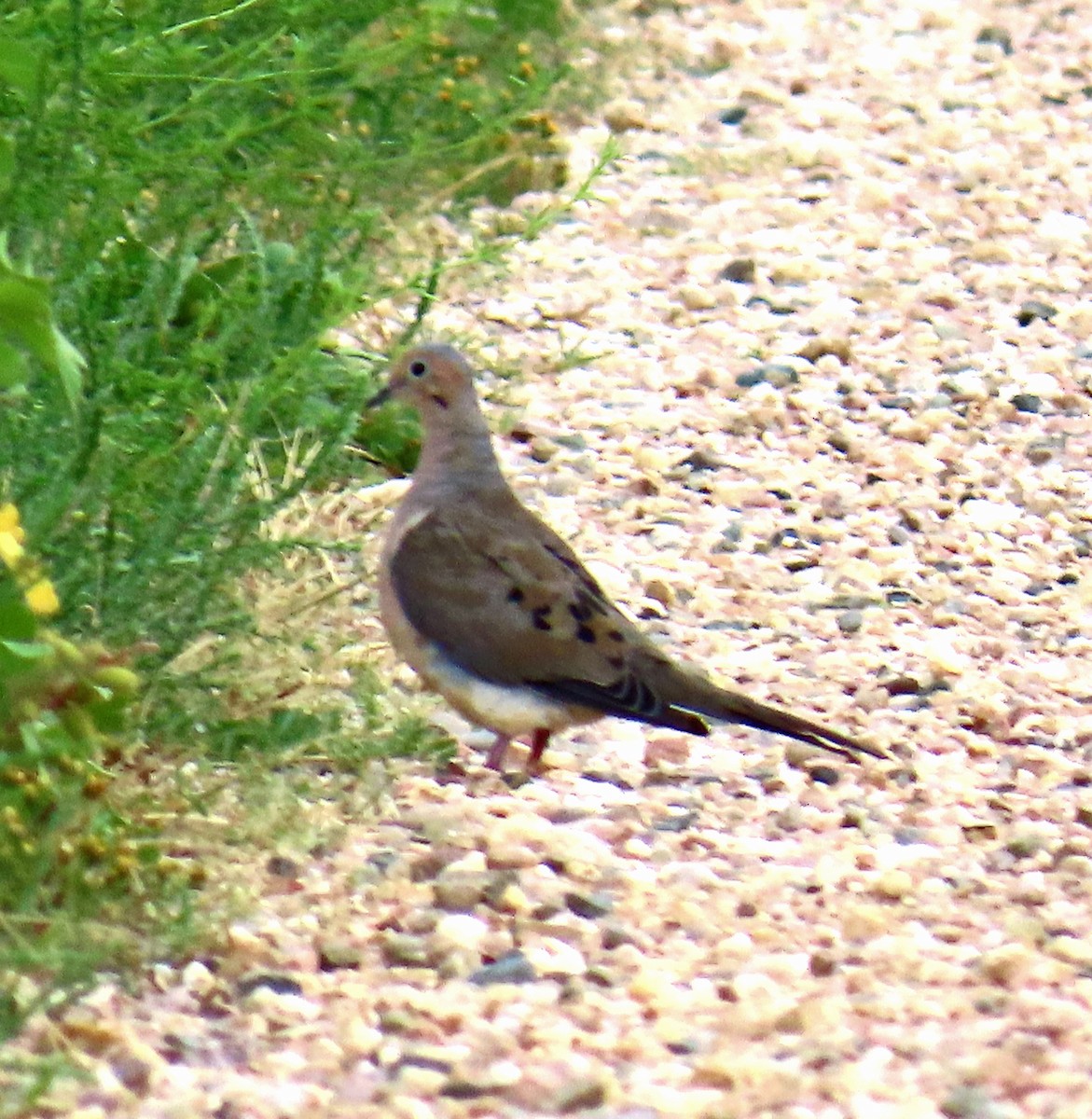 Mourning Dove - ML642123527