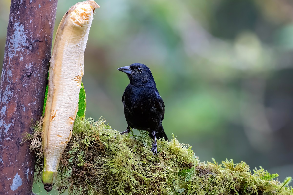 Scrub Blackbird - ML642123529