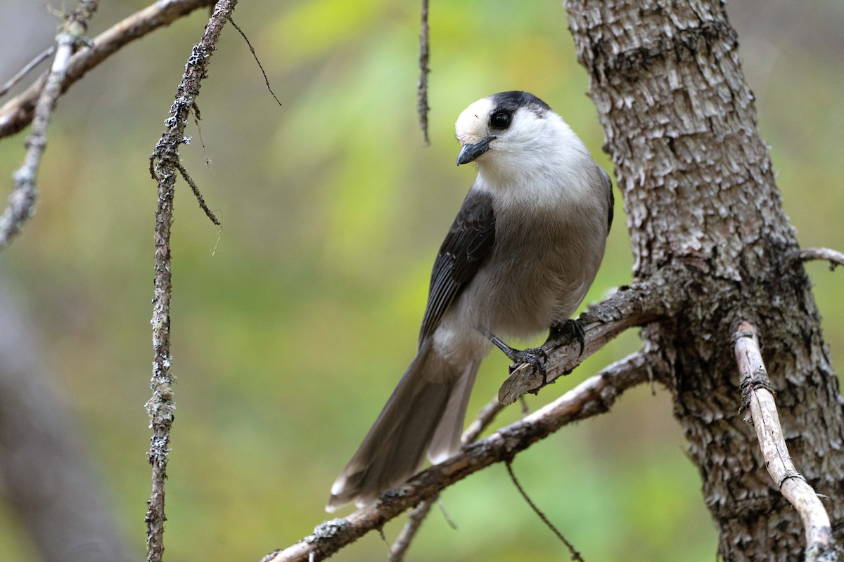 Canada Jay - ML642123540