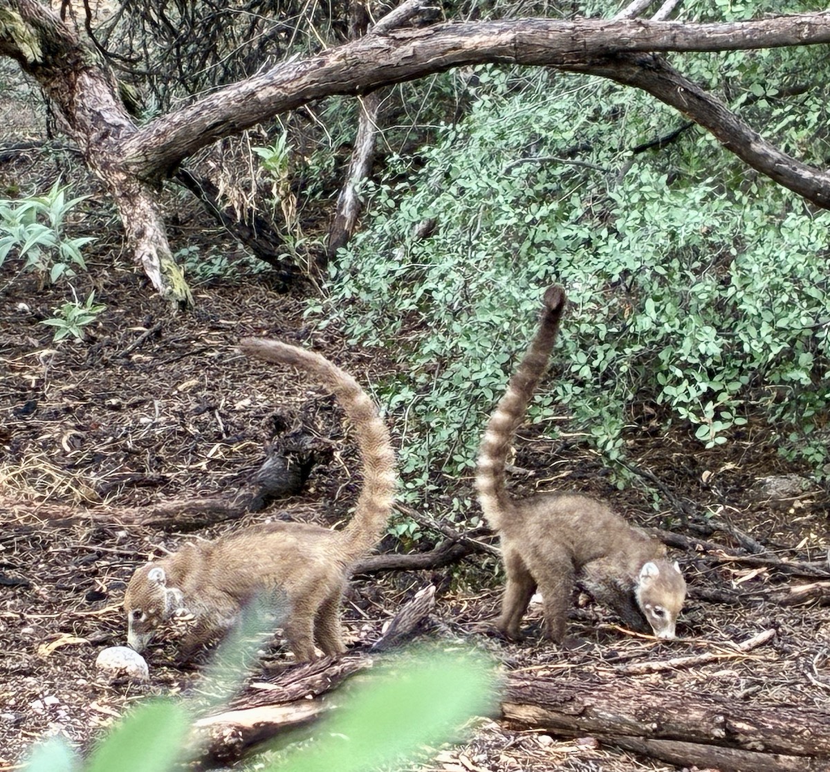 White-nosed Coati - ML642123545