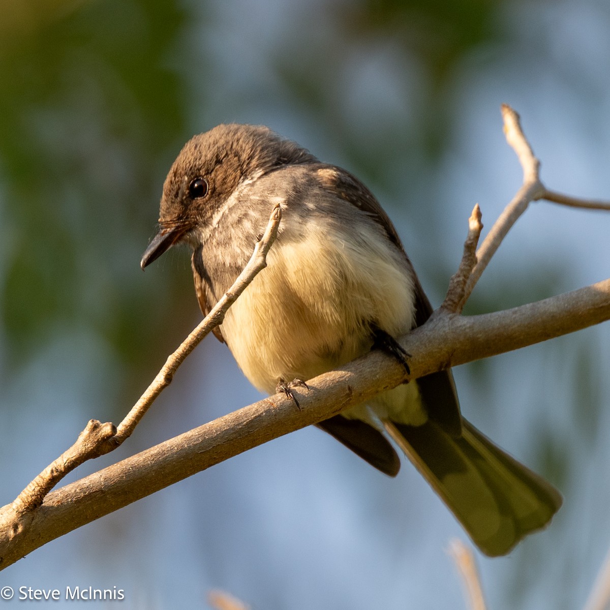 Northern Fantail - ML642123551