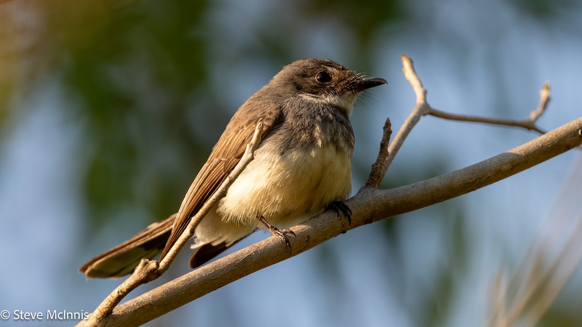 Northern Fantail - ML642123552