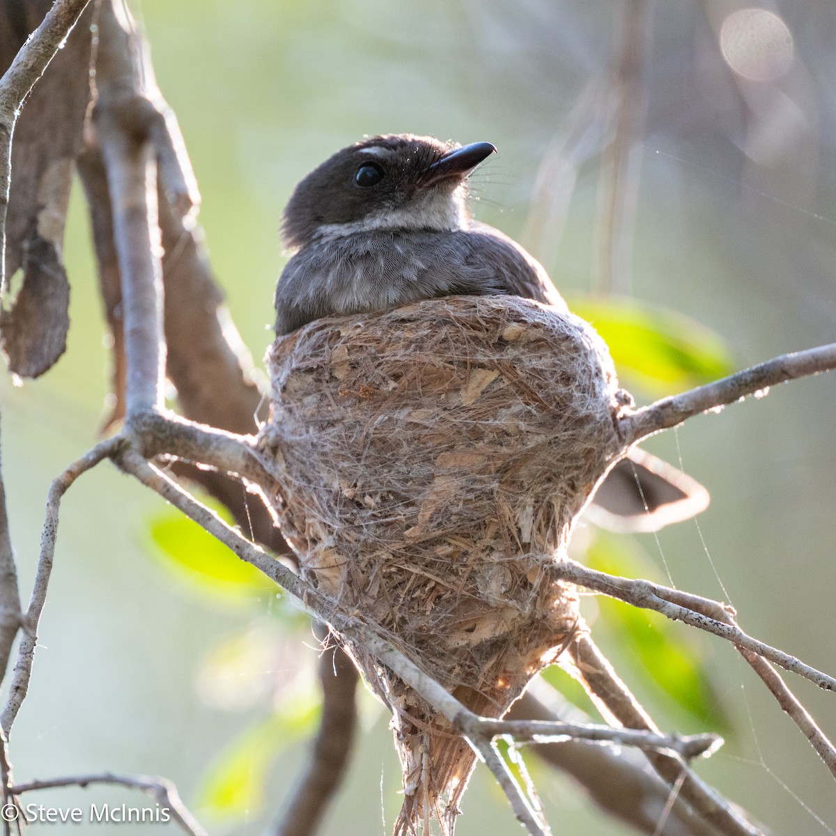 Northern Fantail - ML642123553