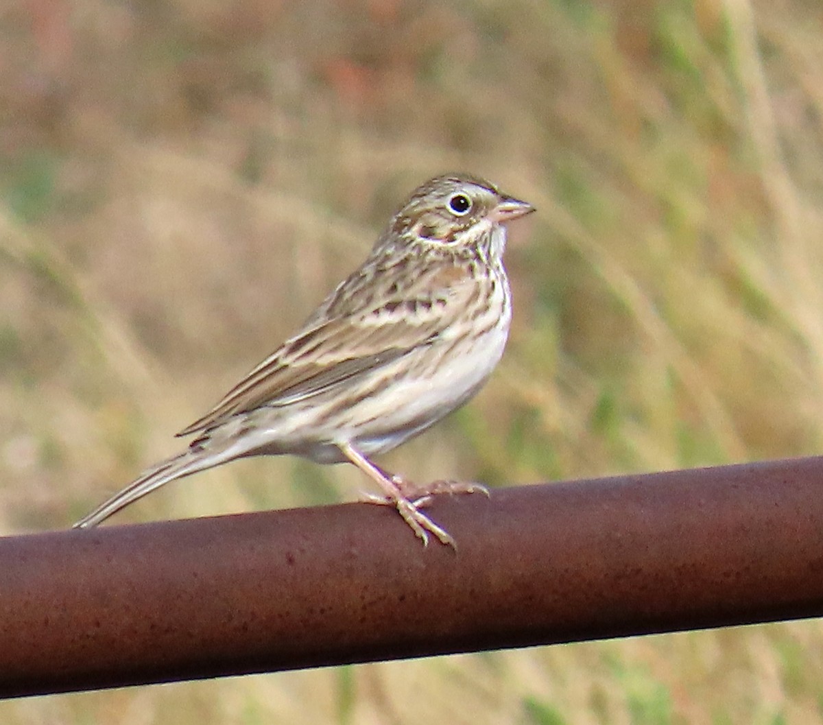 Vesper Sparrow - ML642123555