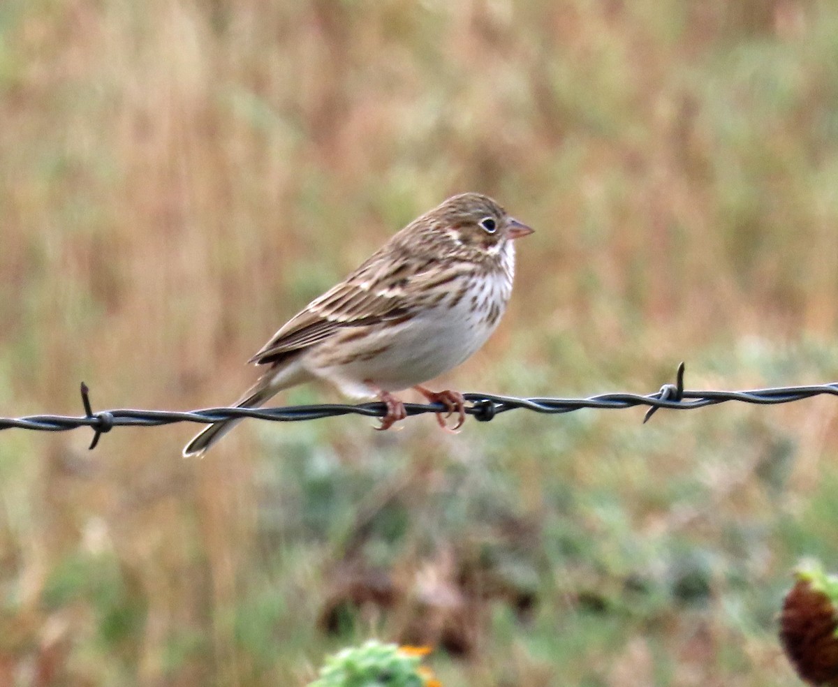 Vesper Sparrow - ML642123556