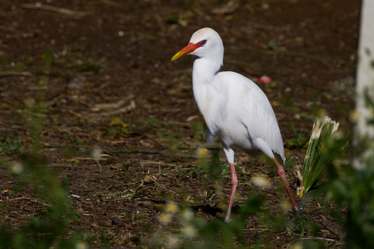 Western Cattle-Egret - ML642123564
