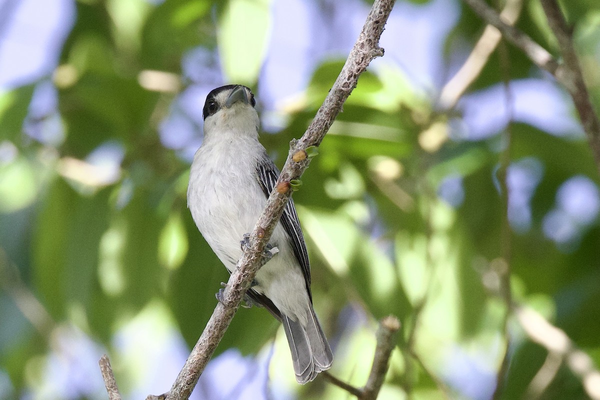 Cinereous Becard - ML642123577