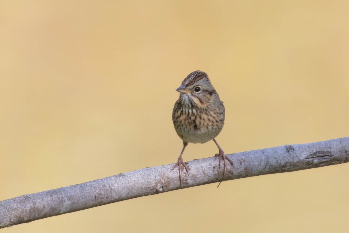 Lincoln's Sparrow - ML642123581
