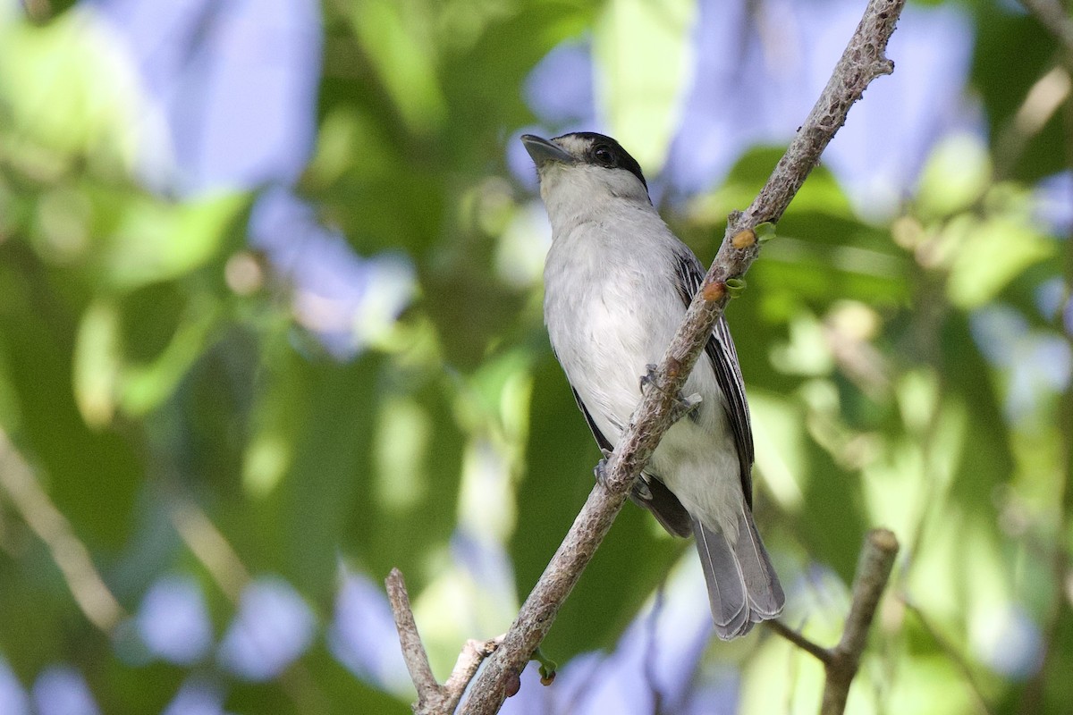 Cinereous Becard - ML642123582