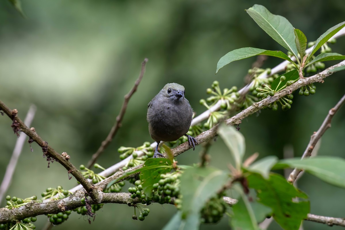 Palm Tanager - ML642123586