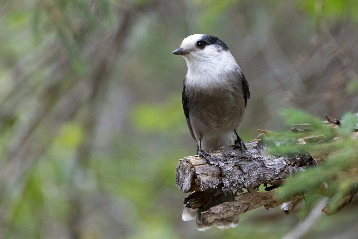 Canada Jay - ML642123596