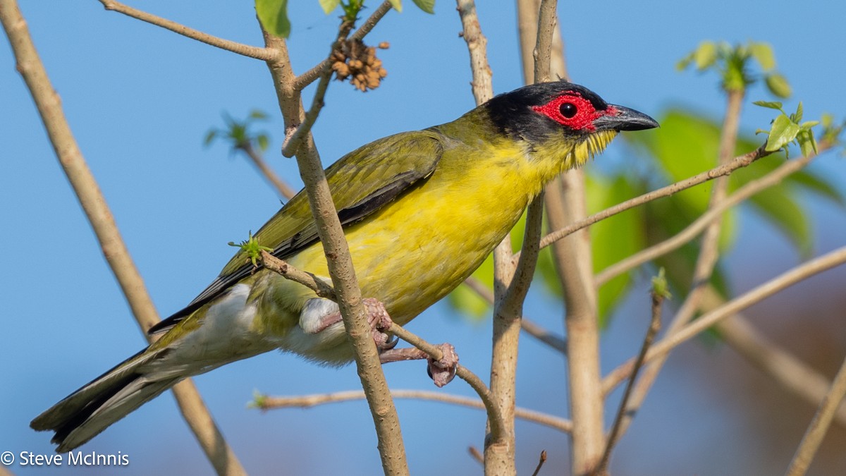 Australasian Figbird (flaviventris Group) - ML642123603