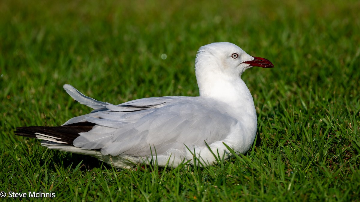 racek australský - ML642123653
