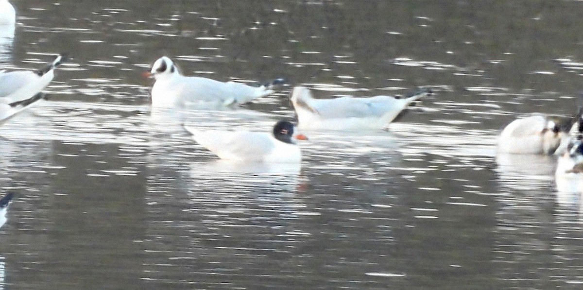 Mediterranean Gull - ML642123657
